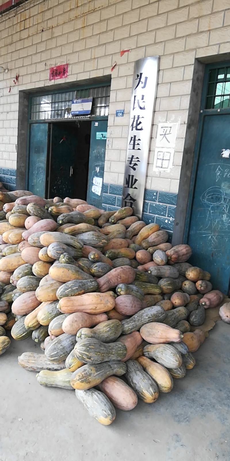 养殖南瓜，八成黄以上密本南瓜，大量供应，