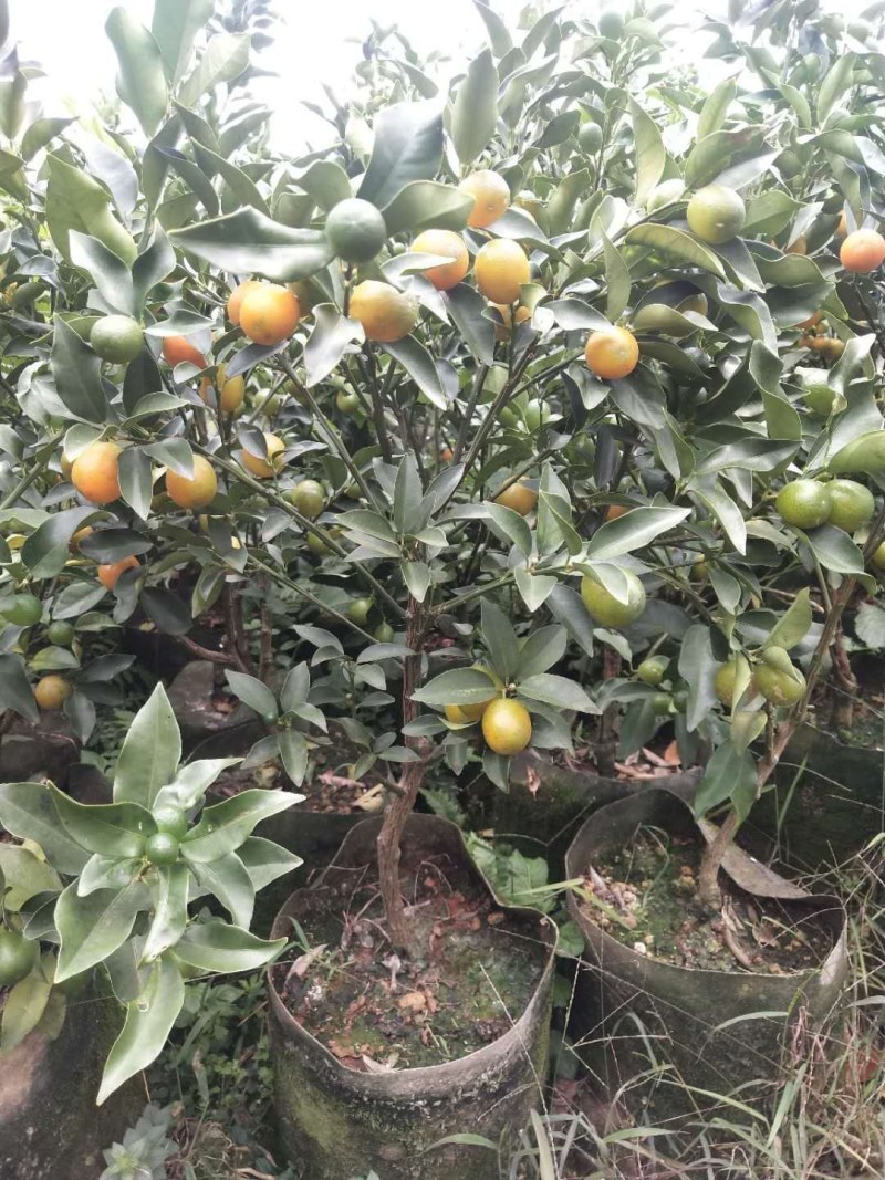 脆蜜金桔苗（地苗）另供应移植苗，杯苗，假一赔十