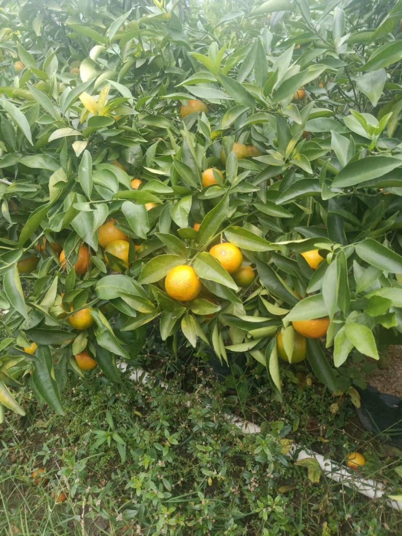 脆蜜金桔苗（地苗）另供应移植苗，杯苗，假一赔十