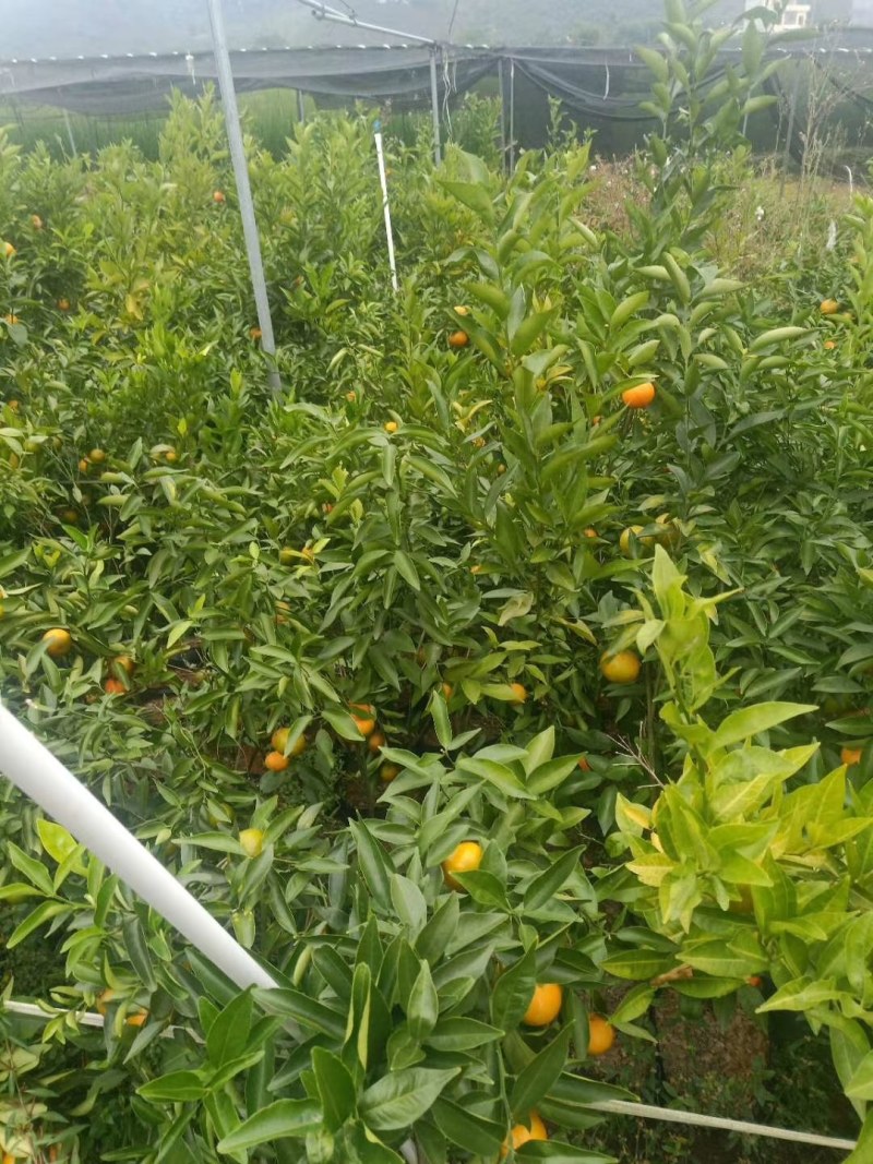 脆蜜金桔苗（地苗）另供应移植苗，杯苗，假一赔十