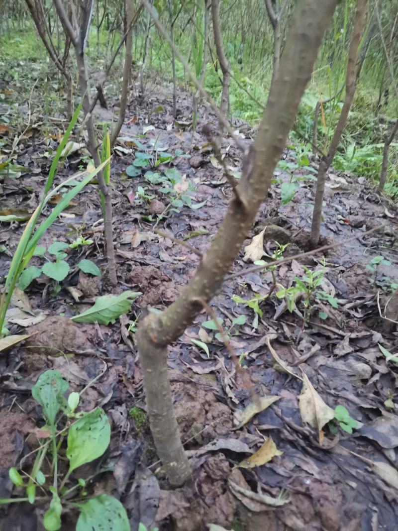 巨型冬桃苗晚熟品种个头大抗性强香脆可口苗圃直发货