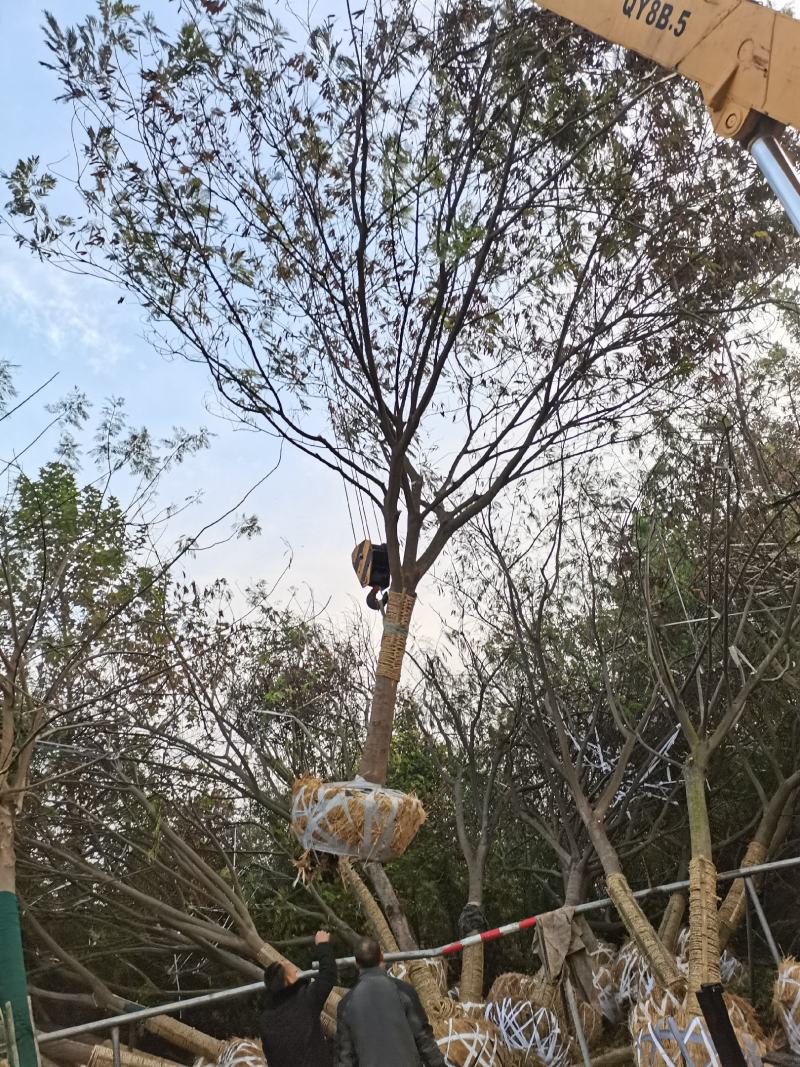 牛大量供应8.-30公分合欢树，绒花树，马缨花，