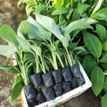香蕉苗、粉蕉苗、西贡粉蕉苗，金粉一号蕉苗，厂家直销价