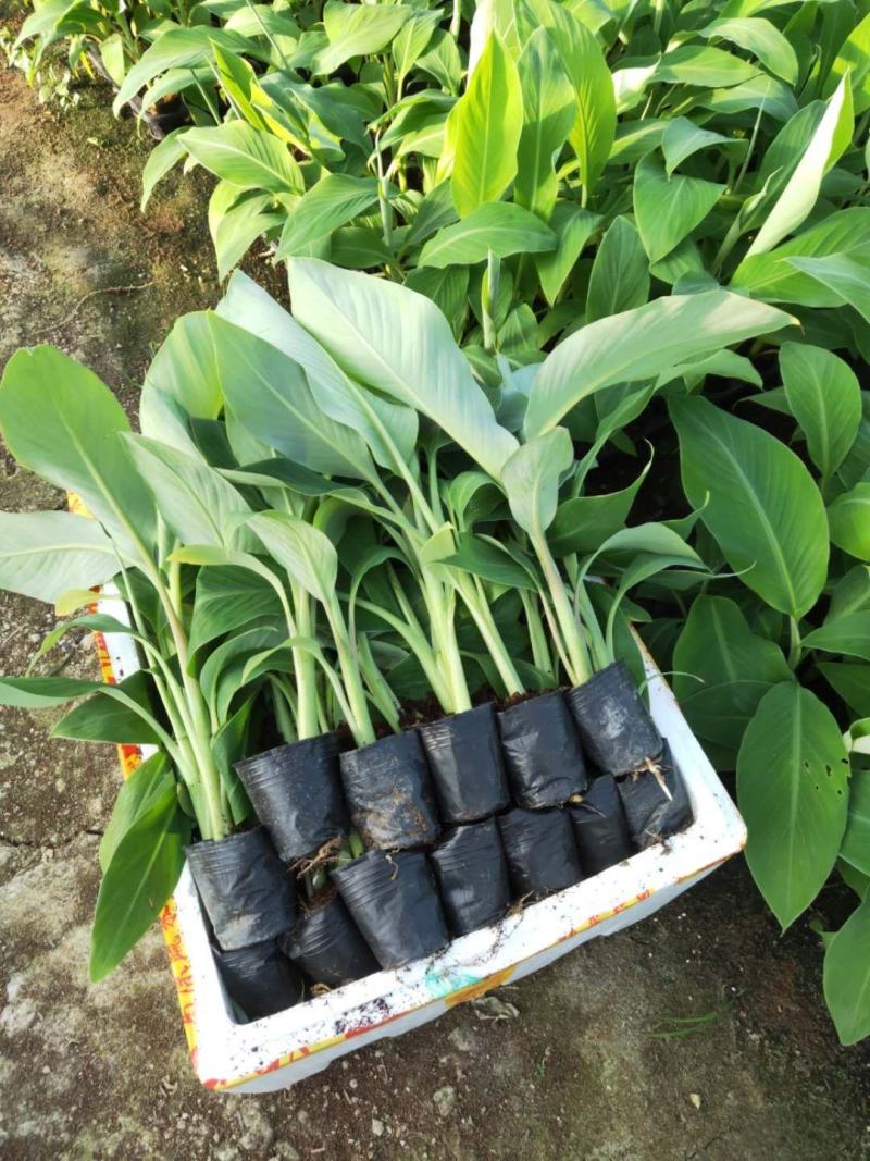 香蕉苗、粉蕉苗、西贡粉蕉苗，金粉一号蕉苗，厂家直销价