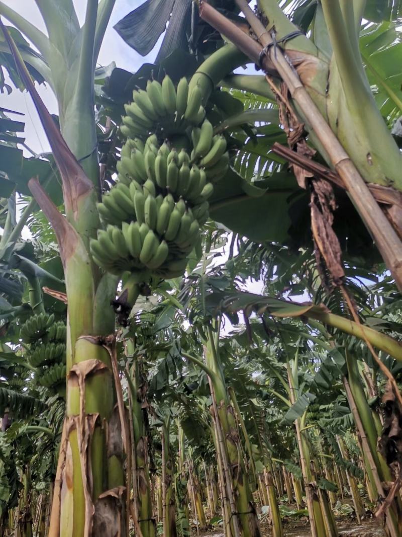 香蕉苗、粉蕉苗、西贡粉蕉苗，金粉一号蕉苗，厂家直销价