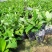 香蕉苗、粉蕉苗、西贡粉蕉苗，金粉一号蕉苗，厂家直销价