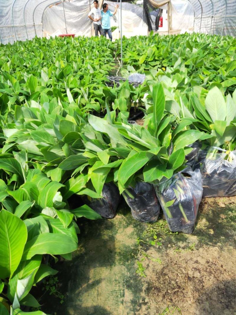 香蕉苗、粉蕉苗、西贡粉蕉苗，金粉一号蕉苗，厂家直销价