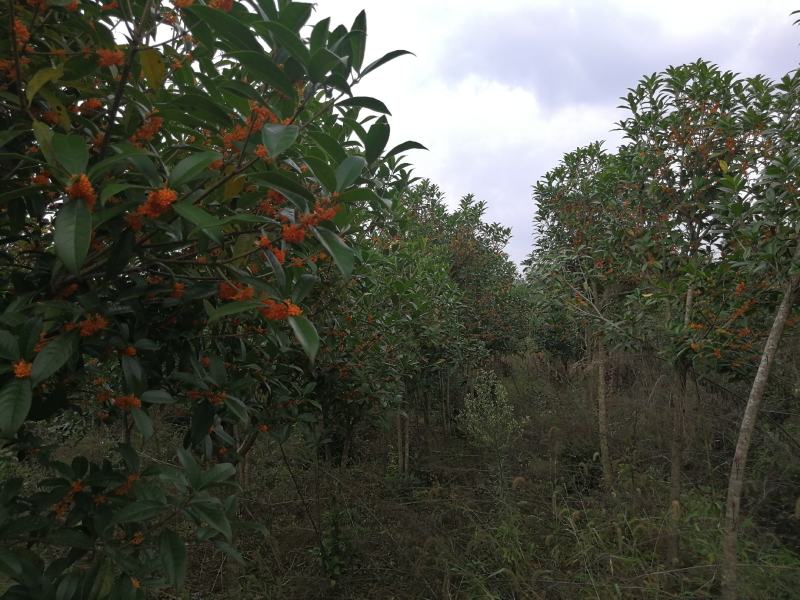 精品桂花树各种规格桂花树及绿化工程用苗可视频看货欢迎咨询