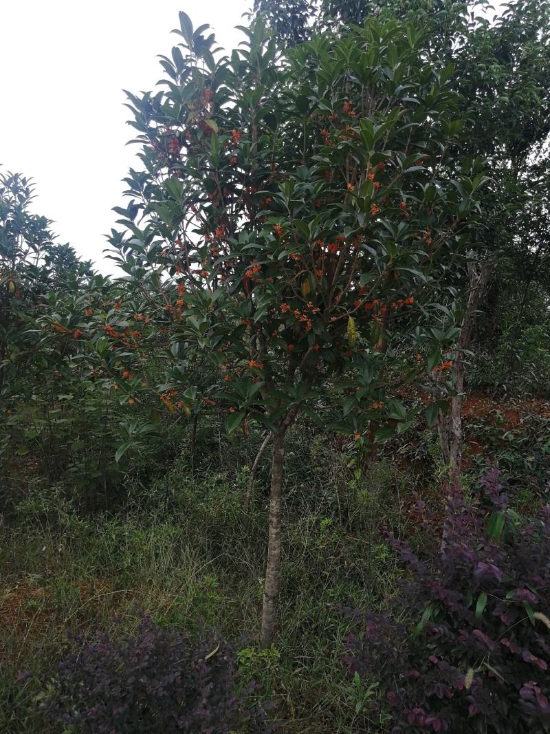 精品桂花树各种规格桂花树及绿化工程用苗可视频看货欢迎咨询