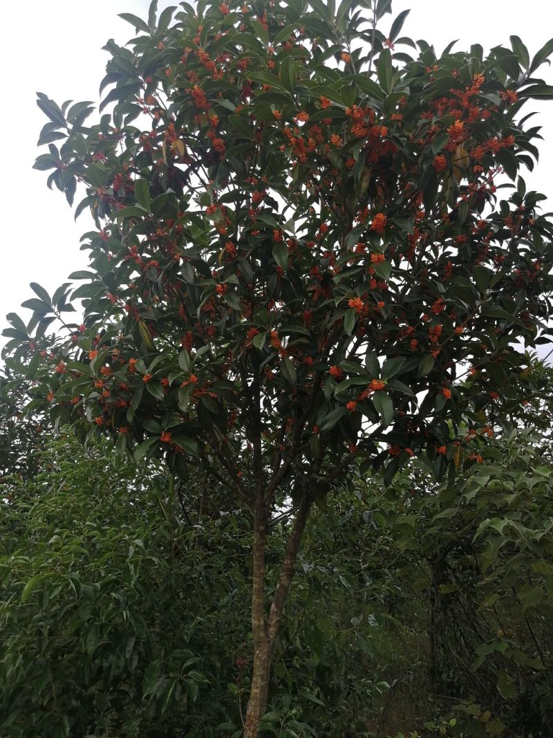 精品桂花树各种规格桂花树及绿化工程用苗可视频看货欢迎咨询
