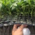 花生番茄种苗硬果2号小番茄种苗诚信经营基地直供