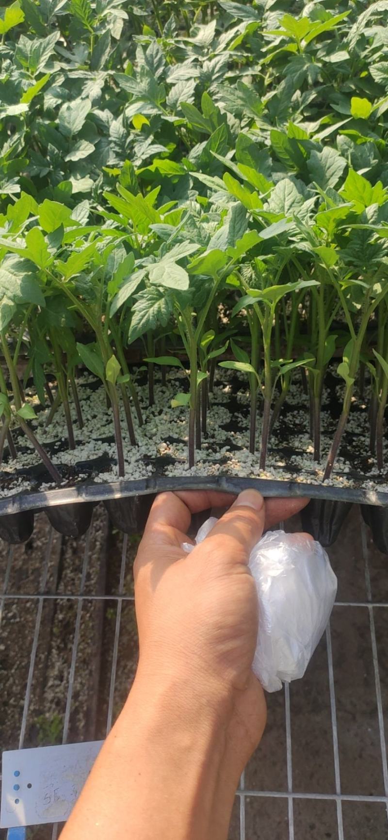 花生番茄种苗硬果2号小番茄种苗诚信经营基地直供
