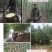 四川乐山马边深山纯野生石竹笋干
