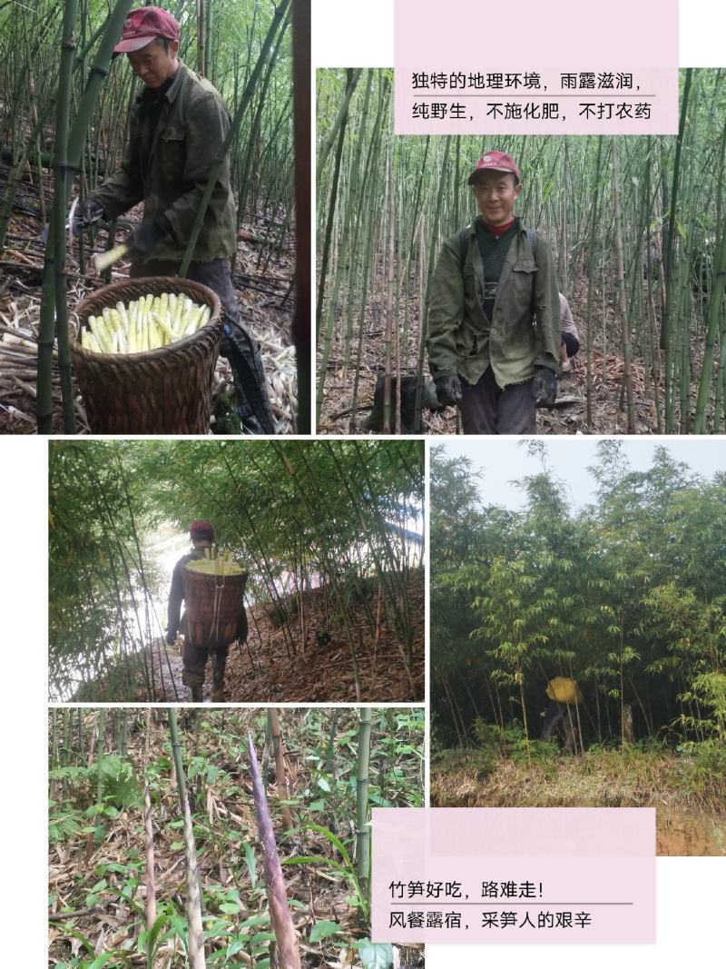 四川乐山马边深山纯野生石竹笋干