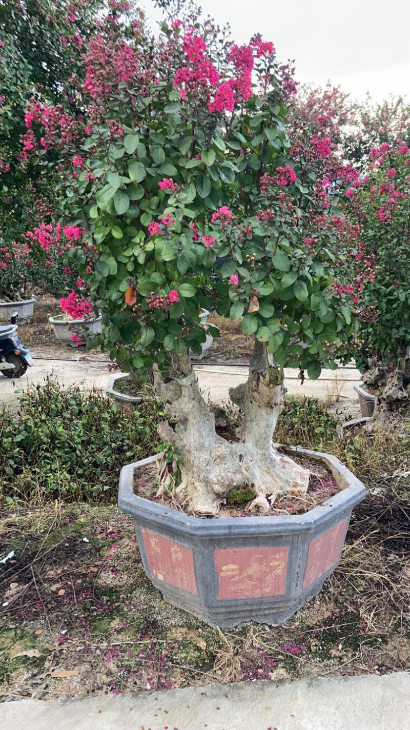 精品紫薇桩头盆景花期正盛漳州紫薇种植基地直销批发价格