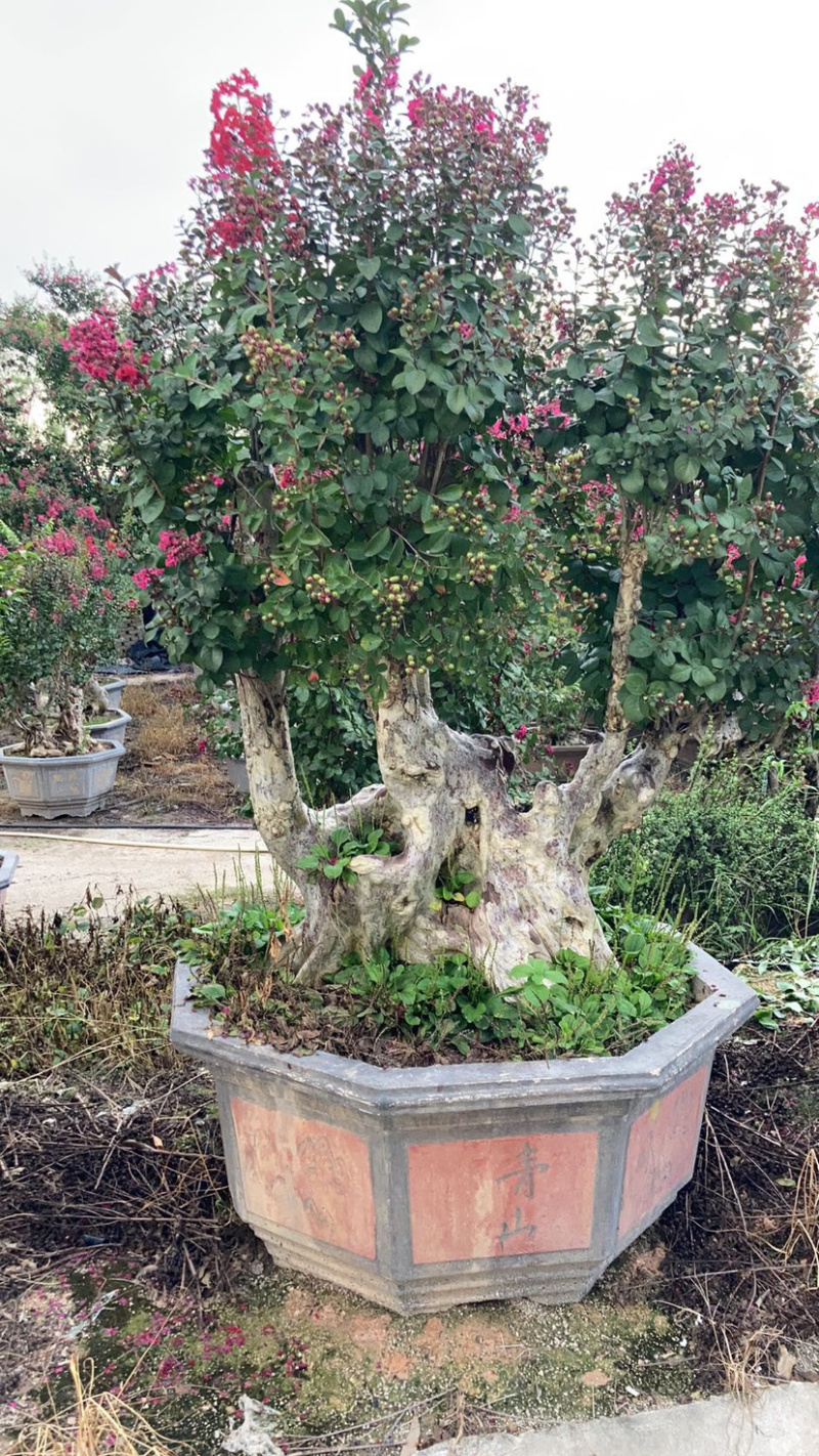 精品紫薇桩头盆景花期正盛漳州紫薇种植基地直销批发价格