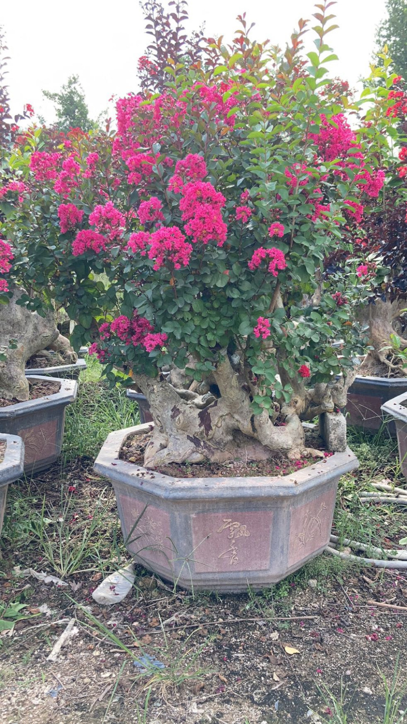 精品紫薇桩头盆景花期正盛漳州紫薇种植基地直销批发价格