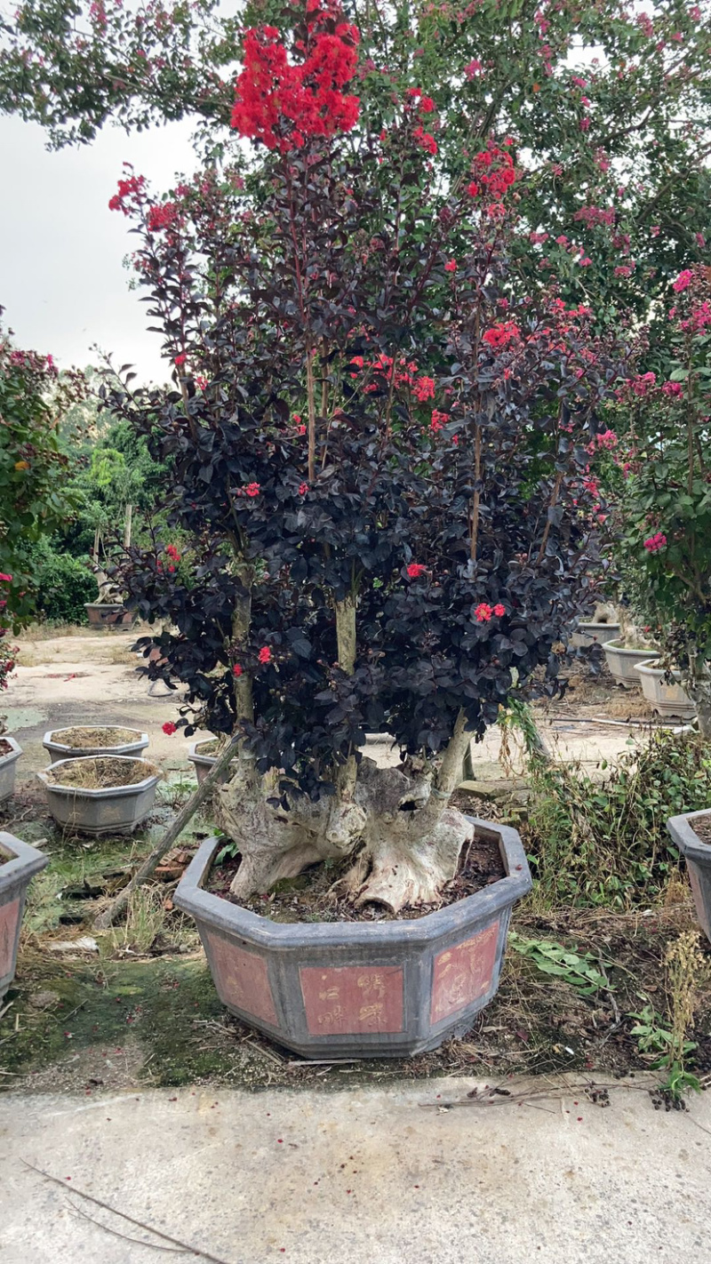 精品紫薇桩头盆景花期正盛漳州紫薇种植基地直销批发价格