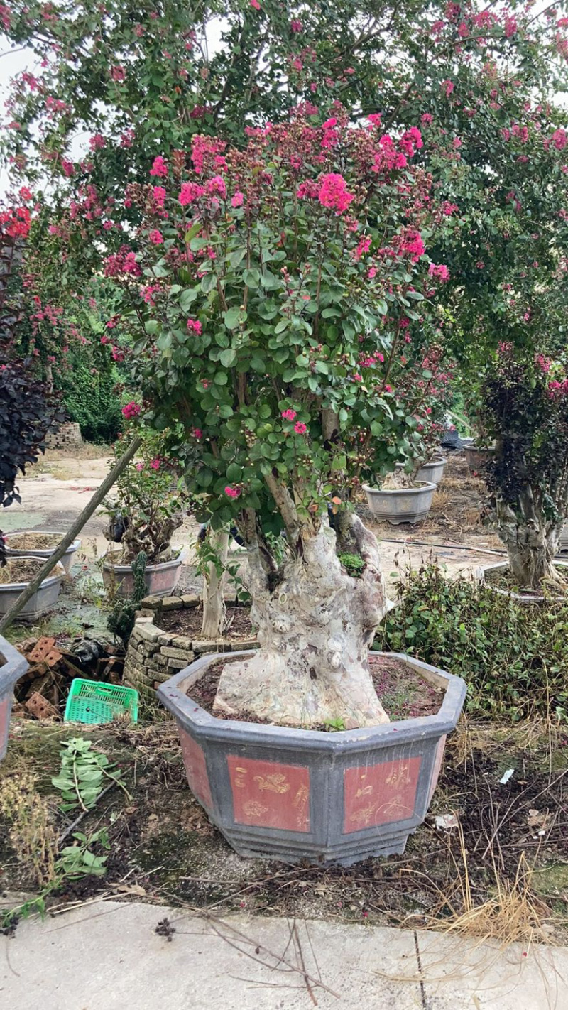 精品紫薇桩头盆景花期正盛漳州紫薇种植基地直销批发价格