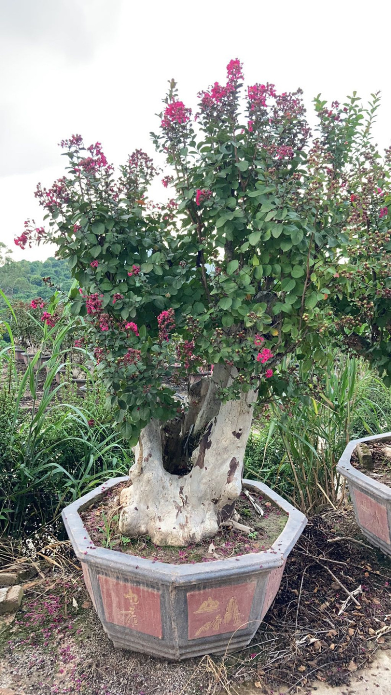 精品紫薇桩头盆景花期正盛漳州紫薇种植基地直销批发价格