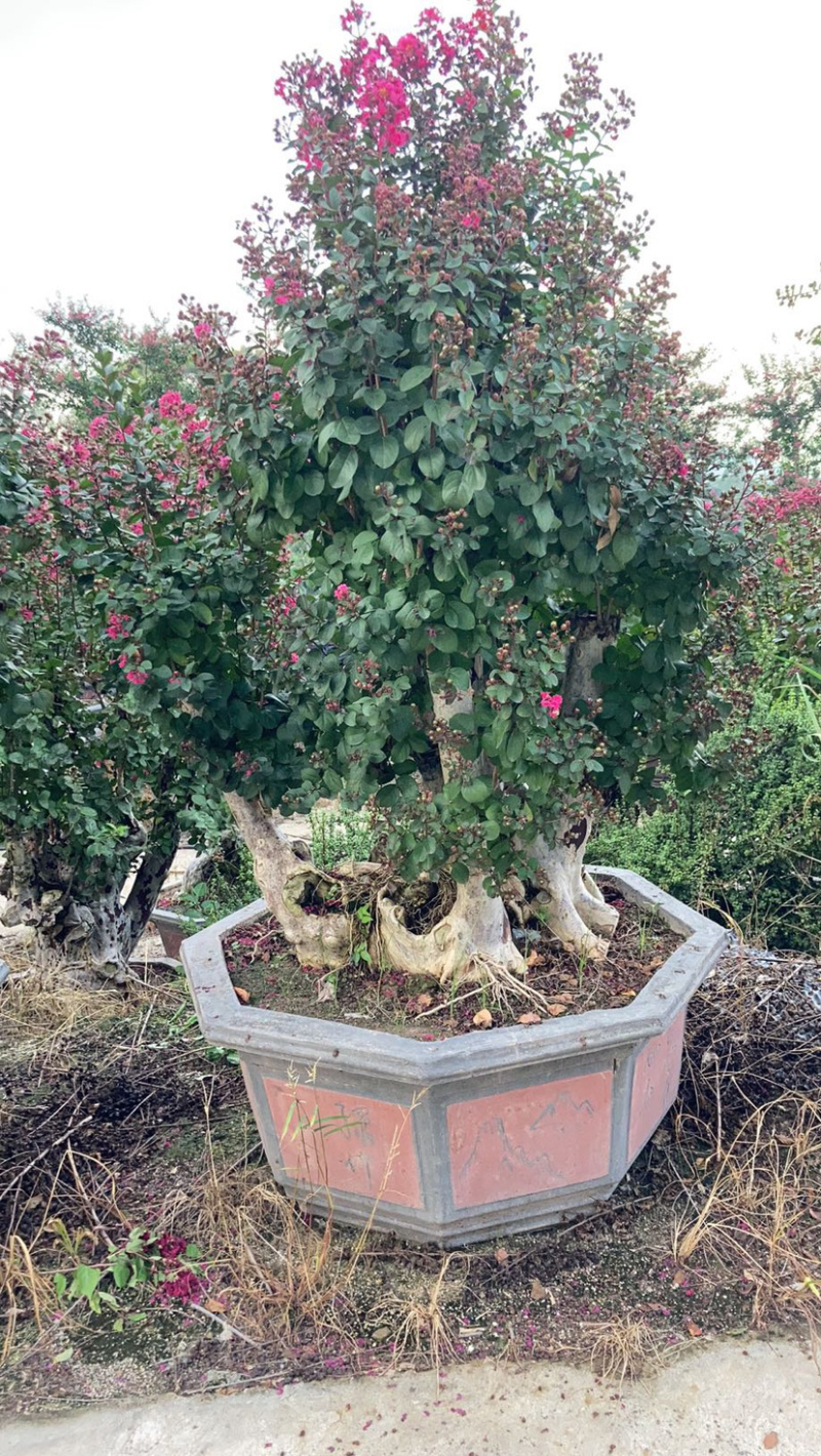 精品紫薇桩头盆景花期正盛漳州紫薇种植基地直销批发价格