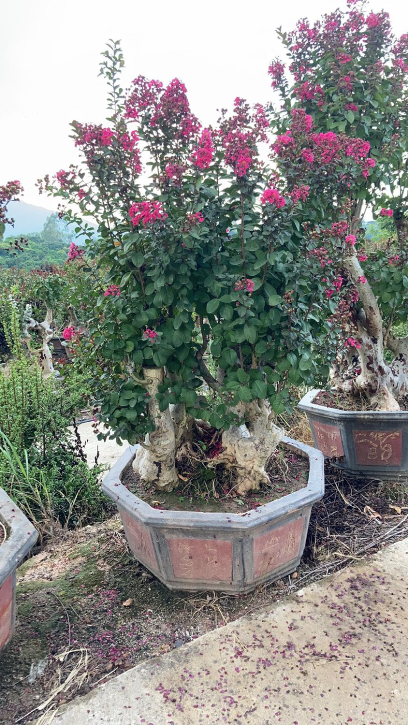 精品紫薇桩头盆景花期正盛漳州紫薇种植基地直销批发价格