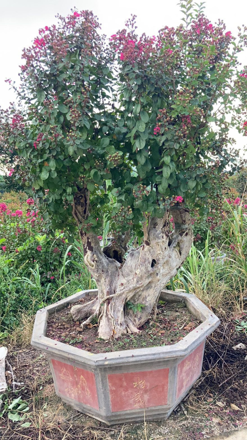 精品紫薇桩头盆景花期正盛漳州紫薇种植基地直销批发价格