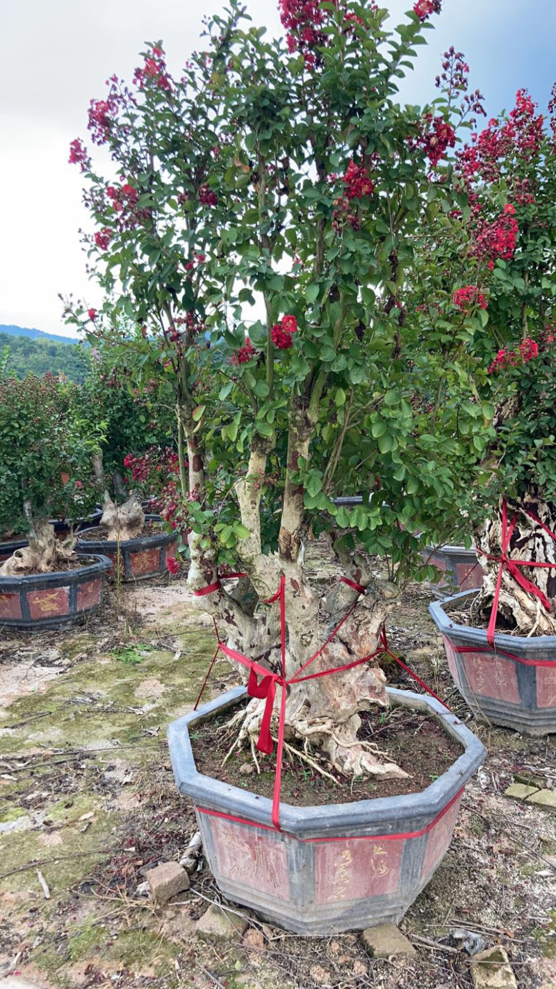 精品紫薇桩头盆景花期正盛漳州紫薇种植基地直销批发价格