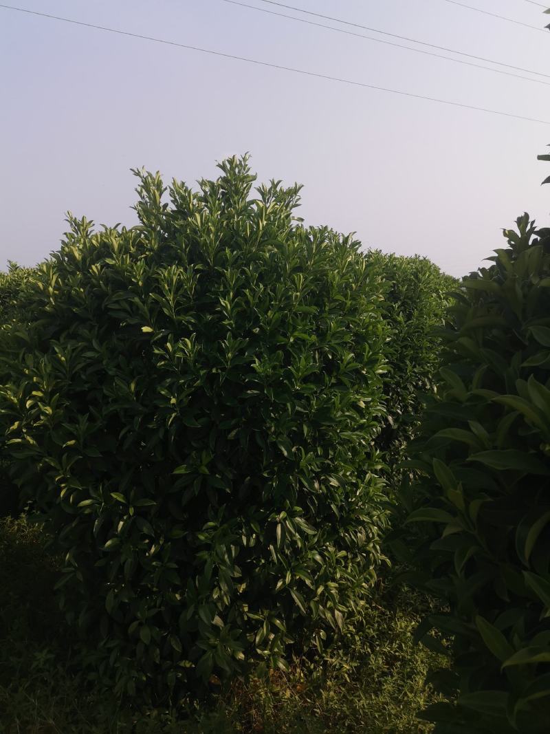 非洲茉莉，大小规格齐全
