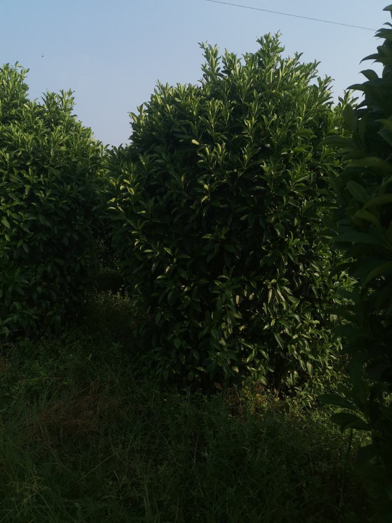 非洲茉莉，大小规格齐全