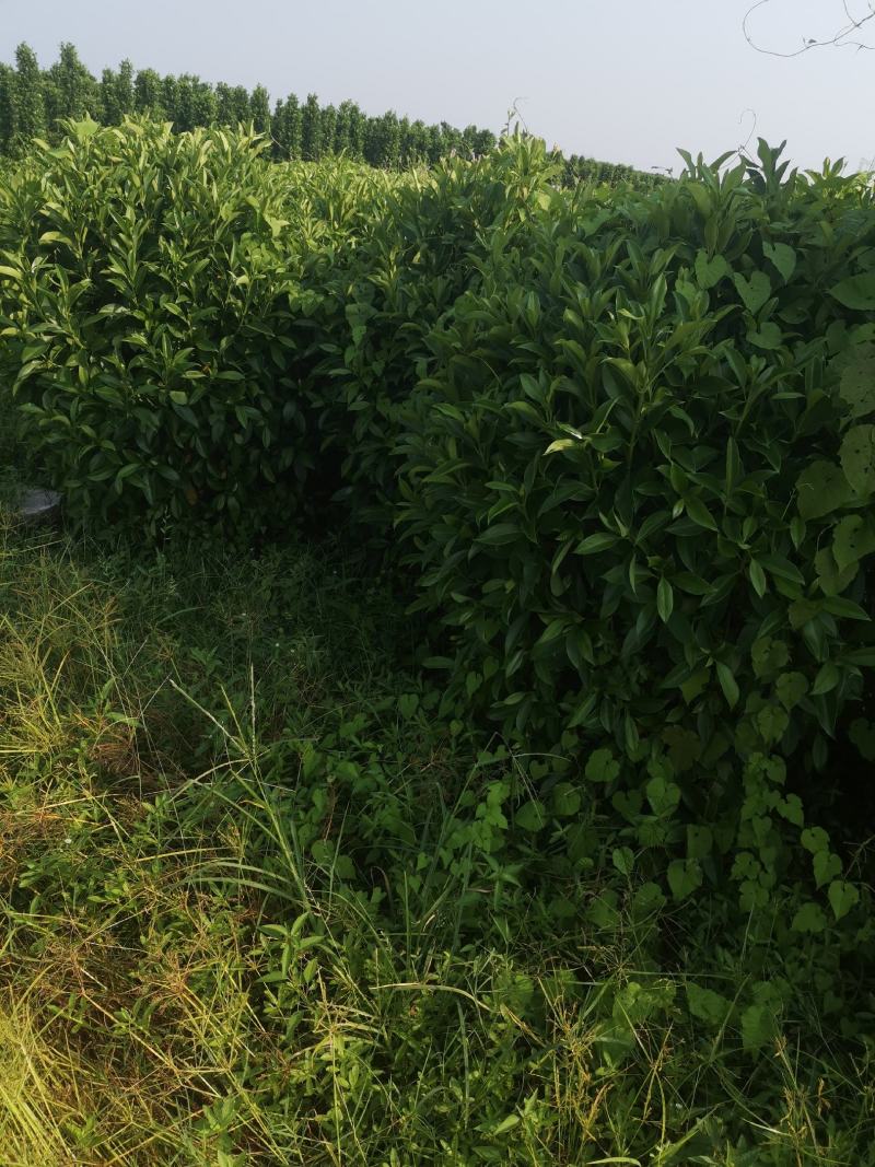 非洲茉莉，大小规格齐全