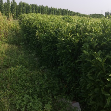 非洲茉莉，大小规格齐全