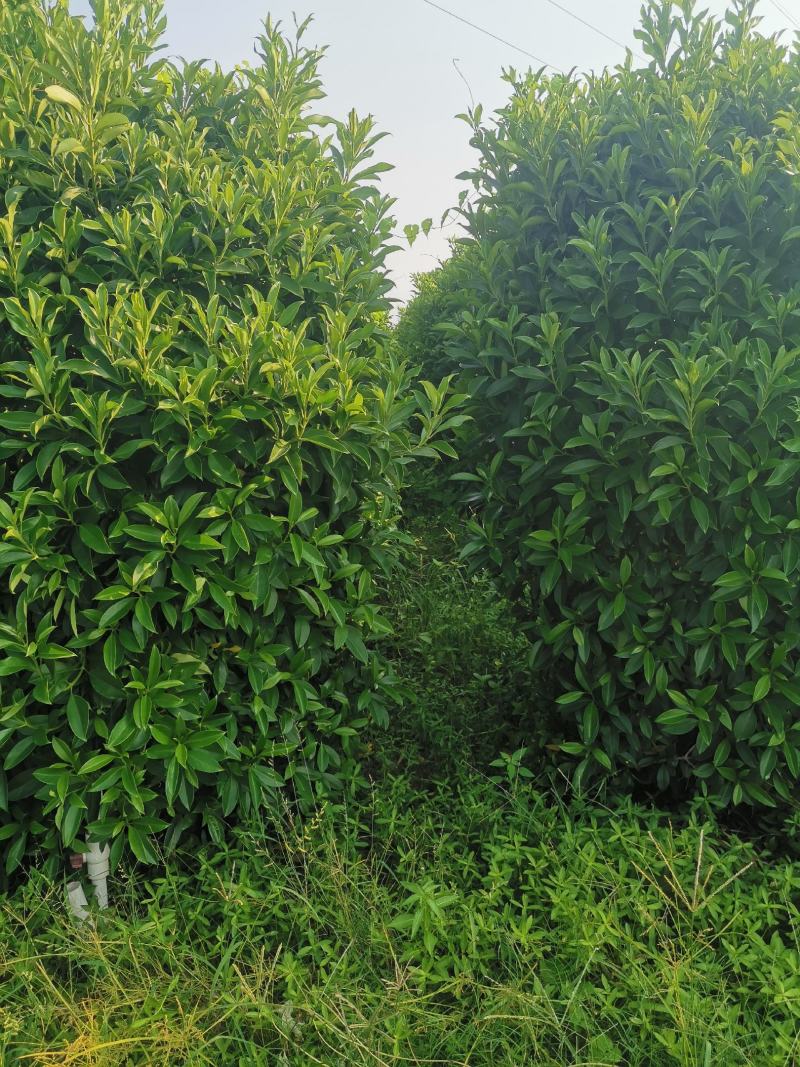 非洲茉莉，大小规格齐全