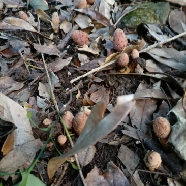 大桂林山区自然生长的回春草。