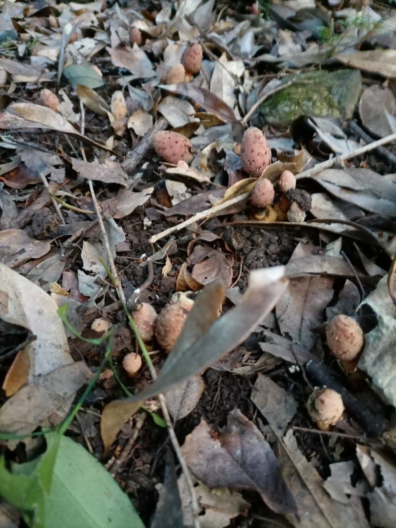 大桂林山区自然生长的回春草。