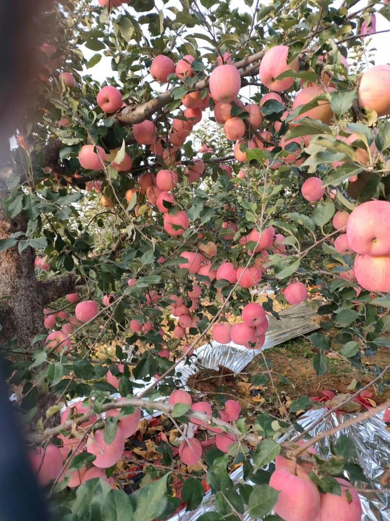 寒富士！辽西绥中寒富苹果大量上市！颜色红艳！个头均匀！