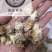 药用菊花贡菊菊河北菊花保庆药业实物拍摄