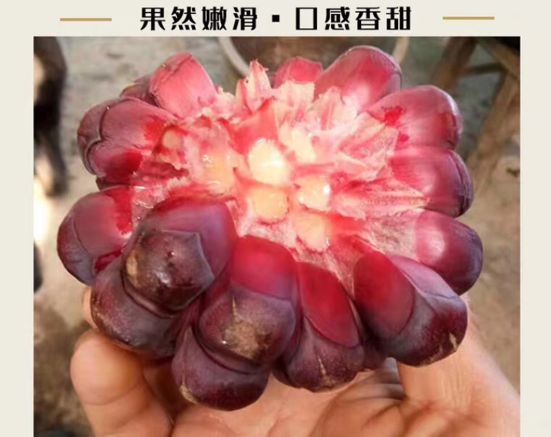 农家自种，通货打包布福娜-黑老虎5000斤待售中....