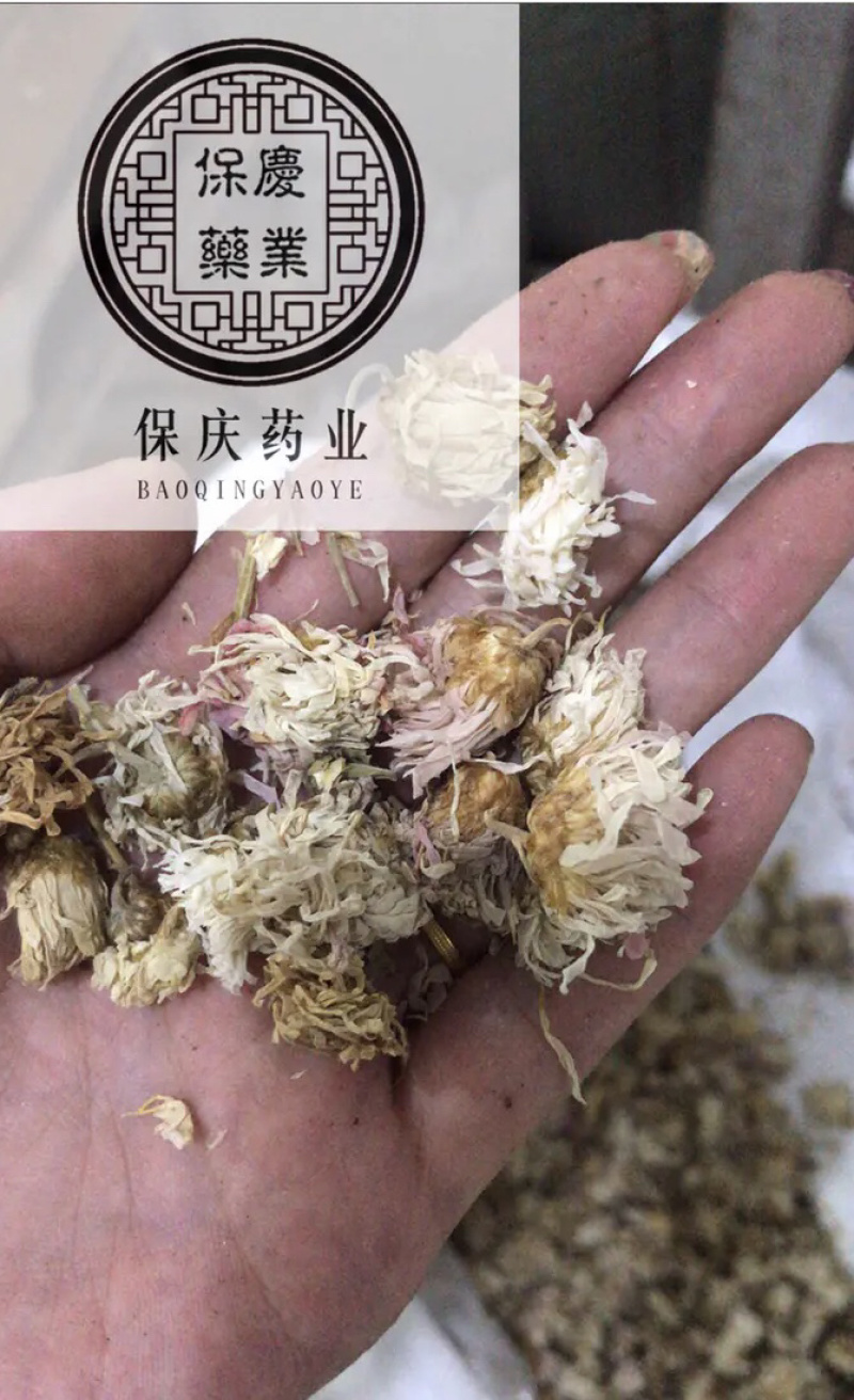 药用菊花贡菊菊河北菊花保庆药业实物拍摄
