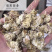 药用菊花贡菊菊河北菊花保庆药业实物拍摄