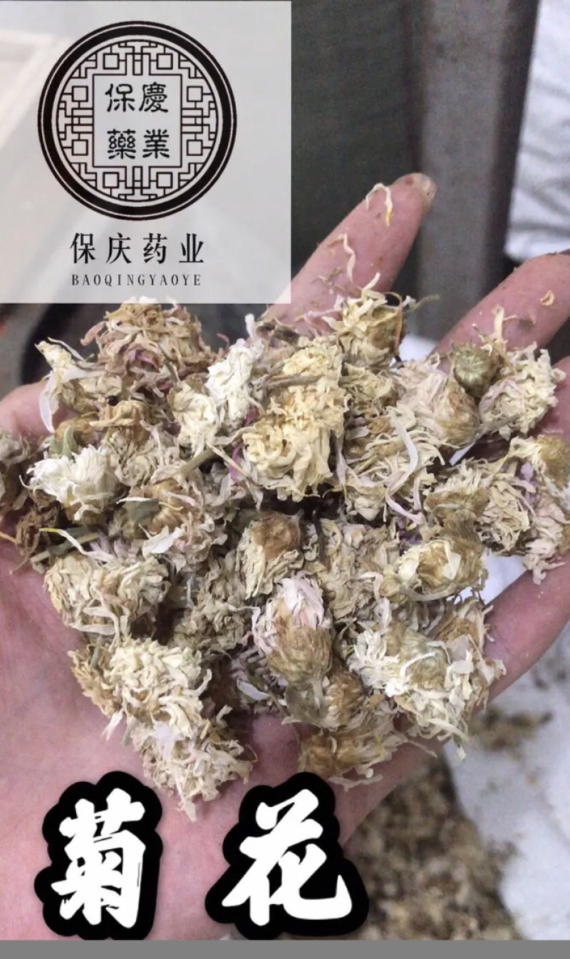 药用菊花贡菊菊河北菊花保庆药业实物拍摄