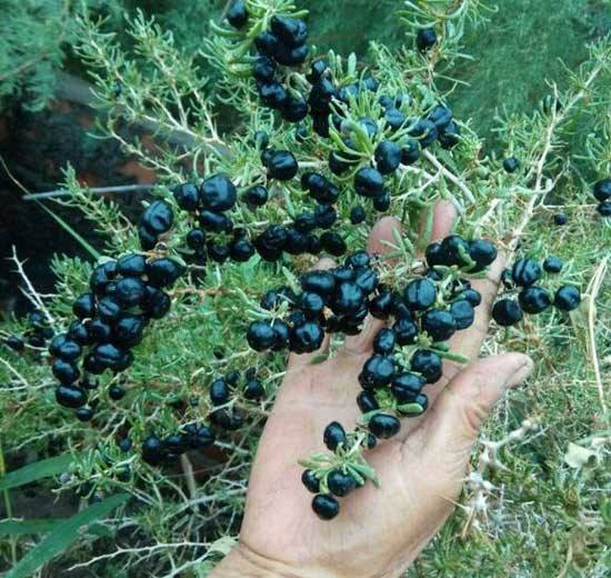 黑枸杞特写