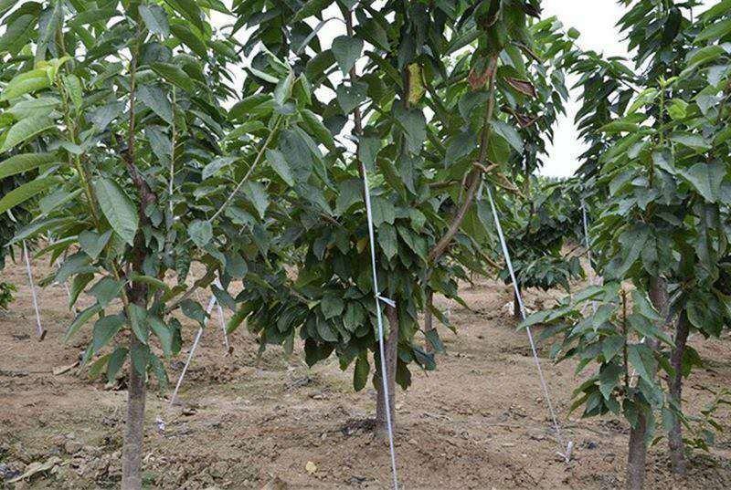 布鲁克斯樱桃疏果作业现场