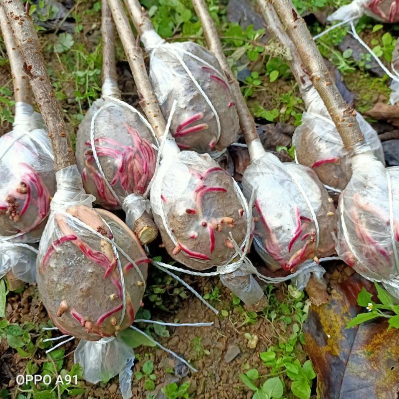 玛瑙红樱桃树大红灯樱桃苗正宗玛瑙红樱桃树苗基地直销