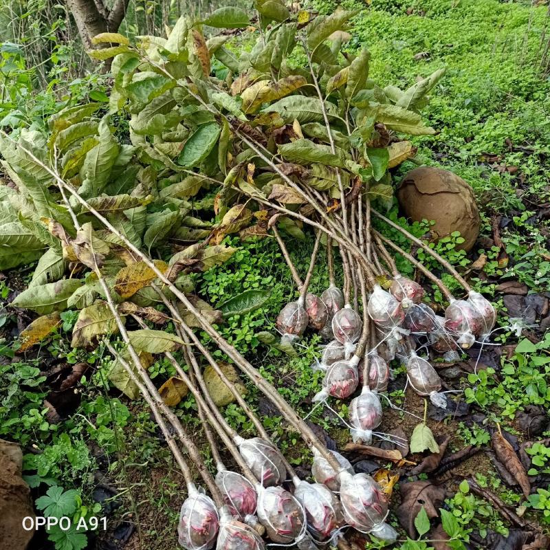 玛瑙红樱桃树大红灯樱桃苗正宗玛瑙红樱桃树苗基地直销