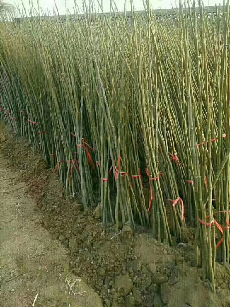 实生嫁接核桃苗，各种规格。