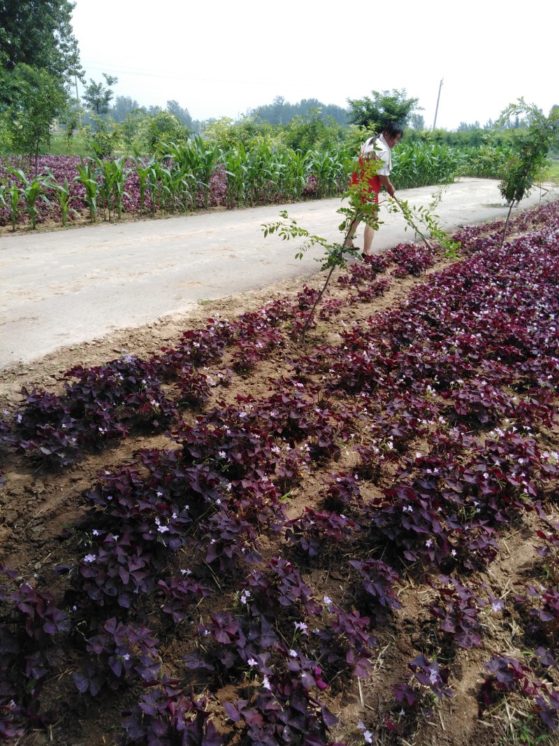 紫叶酢浆草紫叶杂浆草紫叶炸酱草种球大量批发