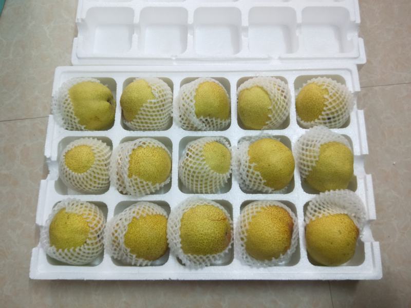 安徽砀山酥梨五斤大果包邮