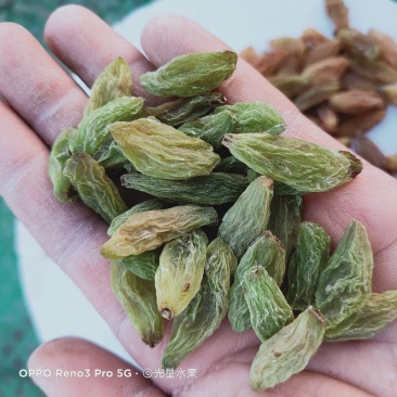中颗粒绿香妃葡萄干快递，航运，整车包邮