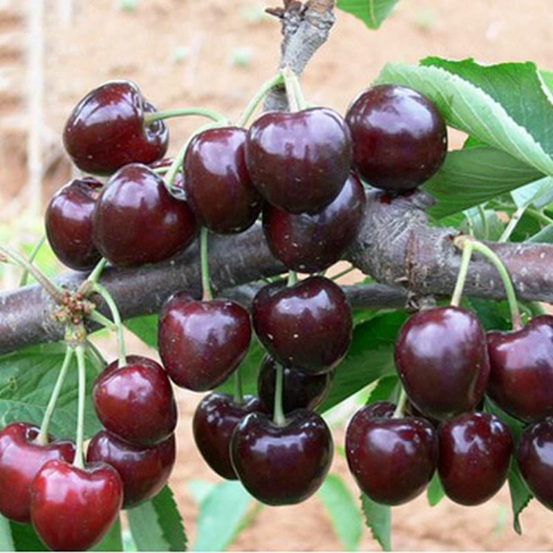黑珍珠樱桃苗、产量高抗病毒性强、适应能力强、基地起苗保湿